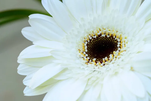 Weiße Blume Nahaufnahme Sommerkonzept — Stockfoto