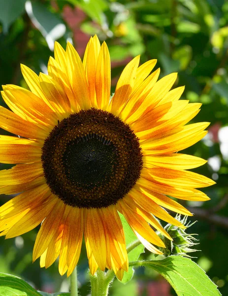 Žlutá Slunečnice Zahradě Detail — Stock fotografie