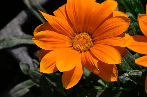 Bellissimo Fiore Che Cresce All Aperto Giardino Vista Vicino — Foto Stock