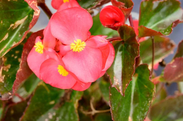 Primer Plano Hermosas Flores Rosadas Jardín — Foto de Stock