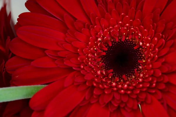 Красивый Цветок Растет Открытом Воздухе Саду Вид Крупным Планом — стоковое фото
