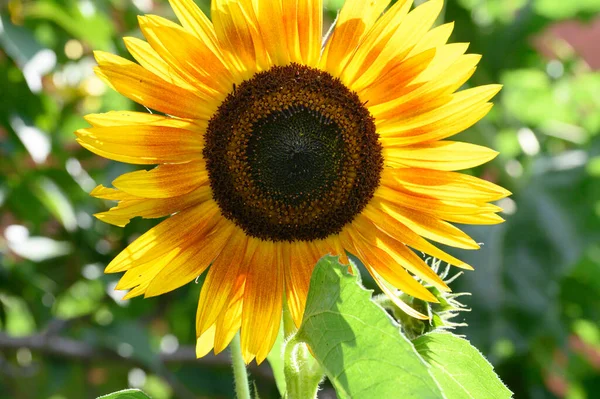 Žlutá Slunečnice Zahradě Detail — Stock fotografie