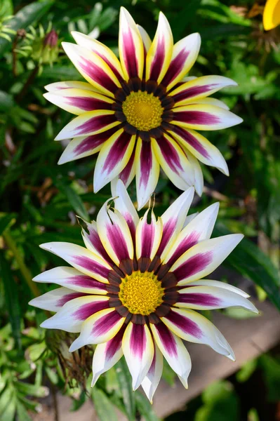 Belles Fleurs Poussant Plein Air Dans Jardin Vue Rapprochée — Photo