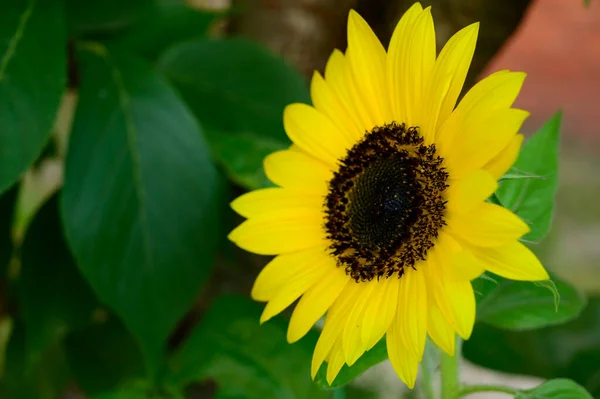 Gele Zonnebloem Tuin Close — Stockfoto