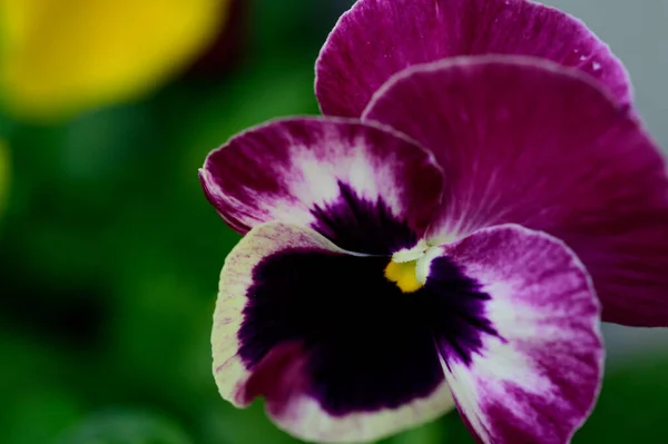 Bellissimo Fiore Viola Giardino — Foto Stock