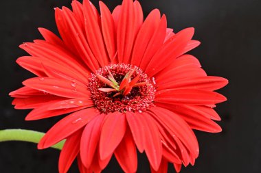 Siyah arka planda güzel Gerbera çiçeği. Yakın plan.