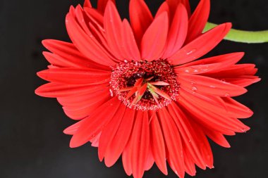 Siyah arka planda güzel Gerbera çiçeği. Yakın plan.