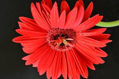 Siyah arka planda güzel Gerbera çiçeği. Yakın plan.