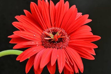 Siyah arka planda güzel Gerbera çiçeği. Yakın plan.