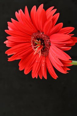 Siyah arka planda güzel Gerbera çiçeği. Yakın plan.