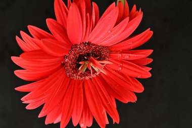 Siyah arka planda güzel Gerbera çiçeği. Yakın plan.