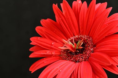 Siyah arka planda güzel Gerbera çiçeği. Yakın plan.