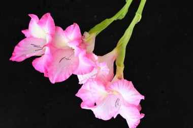 Siyah arka planda pembe gladiolus çiçekleri 