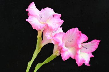 Siyah arka planda pembe gladiolus çiçekleri 