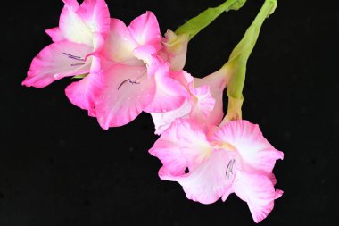 Siyah arka planda pembe gladiolus çiçekleri 