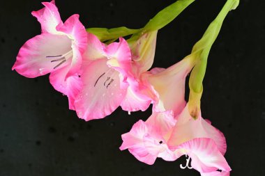 Siyah arka planda pembe gladiolus çiçekleri 