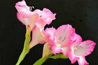 Siyah arka planda pembe gladiolus çiçekleri 