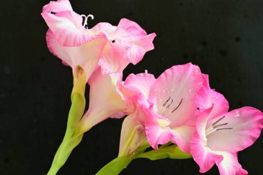 Siyah arka planda pembe gladiolus çiçekleri 