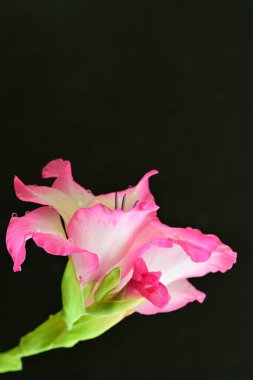 Siyah arka planda pembe gladiolus çiçekleri 