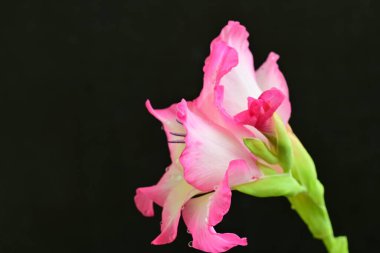 Siyah arka planda pembe gladiolus çiçekleri 