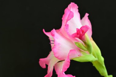 Siyah arka planda pembe gladiolus çiçekleri 