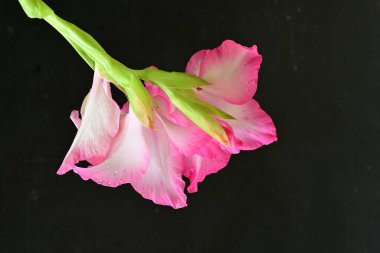 Siyah arka planda pembe gladiolus çiçekleri 