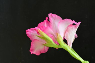 Siyah arka planda pembe gladiolus çiçekleri 