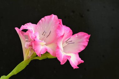Siyah arka planda pembe gladiolus çiçekleri 