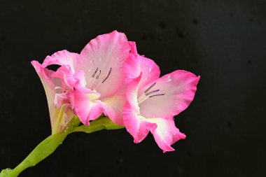 Siyah arka planda pembe gladiolus çiçekleri 