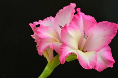 Siyah arka planda pembe gladiolus çiçekleri 