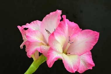 Siyah arka planda pembe gladiolus çiçekleri 