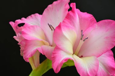 Siyah arka planda pembe gladiolus çiçekleri 