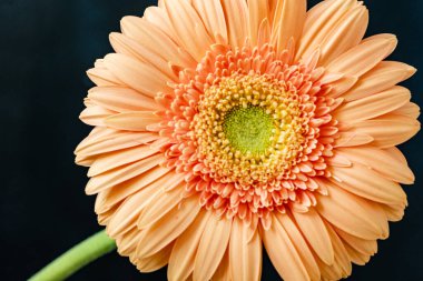 Güzel bir Gerbera çiçeğine yaklaş 