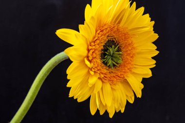 Güzel bir Gerbera çiçeğine yaklaş 