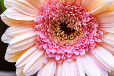 Güzel bir Gerbera çiçeğine yaklaş 