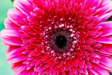 Güzel bir Gerbera çiçeğine yaklaş 