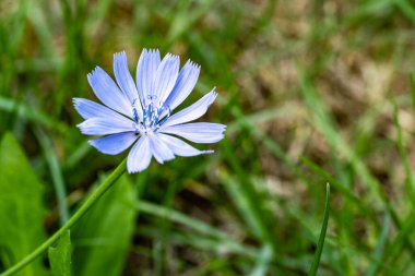 Güzel çiçeğin yakın plan görüntüsü, doğa konsepti.