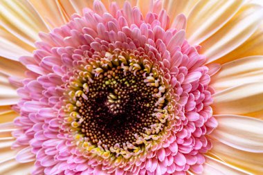 Güzel bir Gerbera çiçeğine yaklaş 