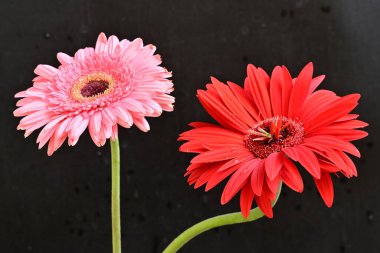 pink and red gerbera flowers close up on black 
