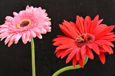 pink and red gerbera flowers close up on black 