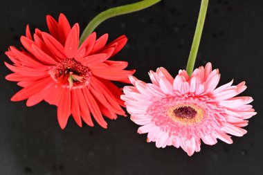 pink and red gerbera flowers close up on black 