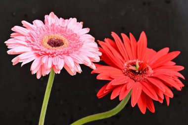 pink and red gerbera flowers close up on black 