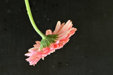 Siyah arkaplanda Gerbera çiçeğini kapat