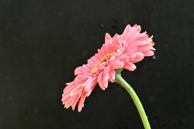 Siyah arkaplanda Gerbera çiçeğini kapat