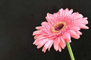 Siyah arkaplanda Gerbera çiçeğini kapat