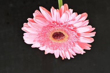 Siyah arkaplanda Gerbera çiçeğini kapat