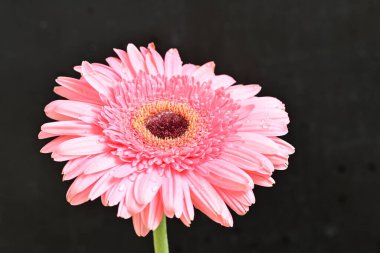 Siyah arkaplanda Gerbera çiçeğini kapat