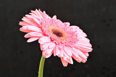 Siyah arkaplanda Gerbera çiçeğini kapat