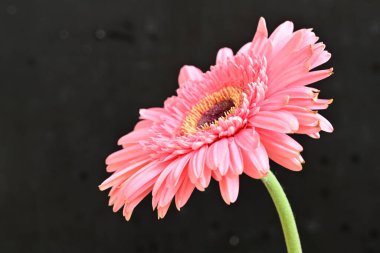 Siyah arkaplanda Gerbera çiçeğini kapat