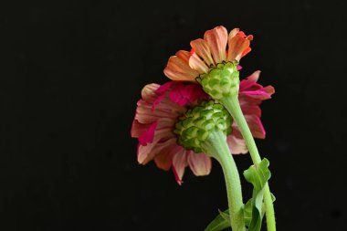 zinnia çiçekleri siyah arkaplanda kapanıyor 
